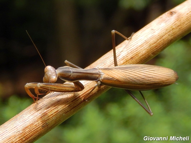 Femmina di Mantis religiosa